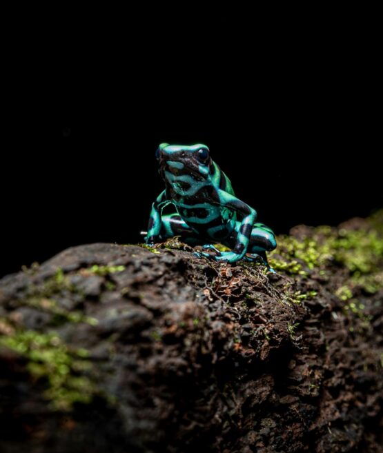 {{brizy_dc_image_alt imageSrc=